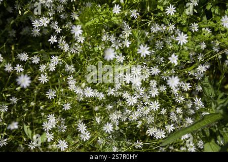 piccoli fiori bianchi nel prato primo piano, sfondo primaverile Foto Stock