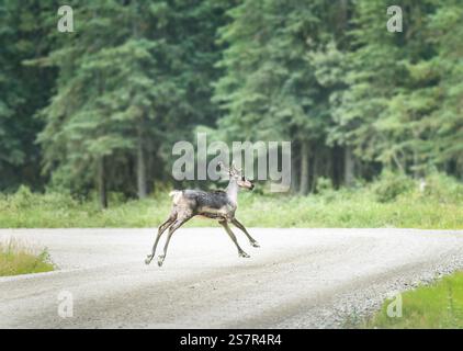 Un giovane caribù che corre su una strada di ghiaia. Denali National Park and Preserve. Alaska. STATI UNITI. Foto Stock