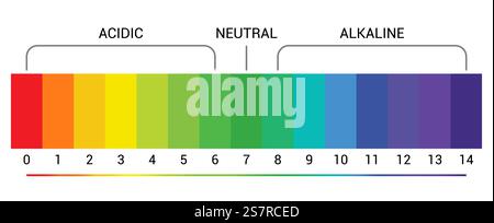 Diagramma grafico indicatore scala pH misura alcalina acida. Analisi del pH test del valore della scala chimica vettoriale.. Diagramma grafico indicatore scala pH misura alcalina acida. Analisi del pH test del valore della scala chimica vettoriale Illustrazione Vettoriale