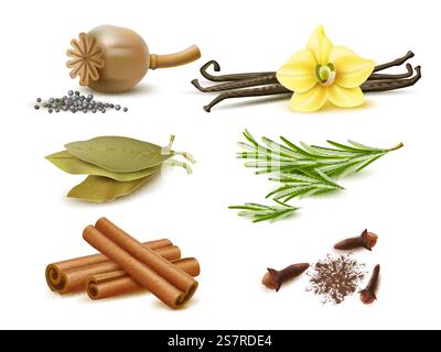 Spezie ed erbe realistiche. Elementi naturali isolati, ingredienti secchi e freschi, semi di papavero, rametti di rosmarino, bastoncini di cannella, baccelli di vaniglia e fiori, foglia di alloro e chiodi di garofano secchi, set isolato vettoriale. Spezie ed erbe realistiche. Elementi naturali isolati, ingredienti secchi e freschi, semi di papavero, rametti di rosmarino, bastoncini di cannella, baccelli di vaniglia e fiori, foglia di alloro e chiodi di garofano secchi Illustrazione Vettoriale
