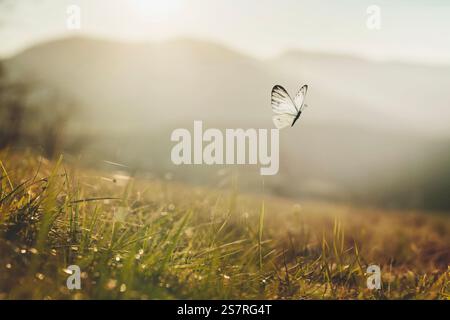 delicate white butterfly flies over a field illuminated by the light of the sunset Foto Stock