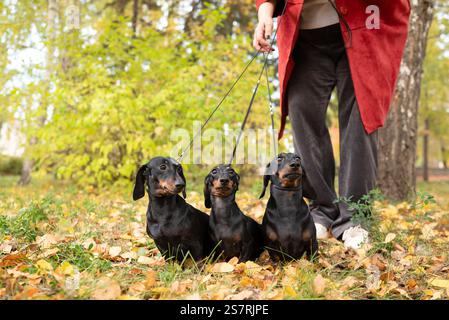 Nel parco autunnale, con fogliame giallo, si trovano tre graziose distese nere in miniatura al guinzaglio. Cammina con i cani all'aria aperta. Cura degli animali domestici e. Foto Stock