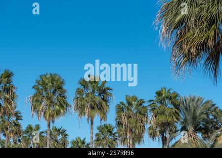 Palme verdi che crescono sotto un cielo blu limpido, creando una vivace e serena scena tropicale con spazio di copia Foto Stock