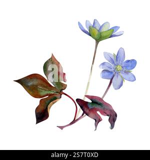 Fiori di ephemera della foresta primaverile, erbacea liverwort azzurra, noce di anemone di lino, foglie marroni, disegnati a mano con acquerello. Composizione Foto Stock