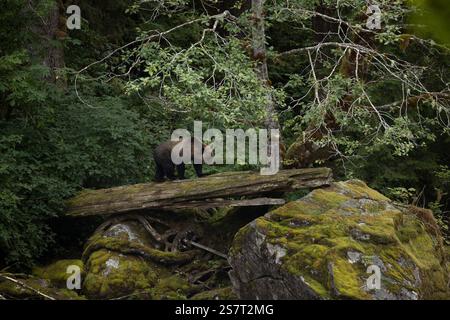 Orso grizzly (Ursula arctos horribilis) pesca Columbia Britannica Canada Foto Stock
