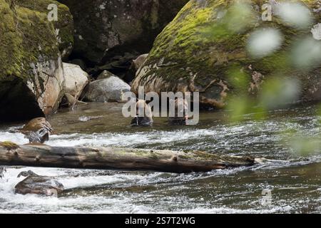 Orso grizzly (Ursula arctos horribilis) pesca Columbia Britannica Canada Foto Stock