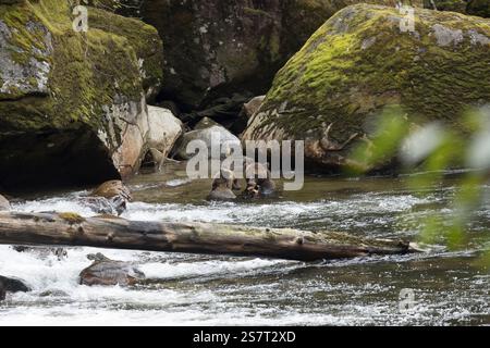 Orso grizzly (Ursula arctos horribilis) pesca Columbia Britannica Canada Foto Stock