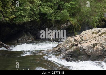Orso grizzly (Ursula arctos horribilis) pesca Columbia Britannica Canada Foto Stock