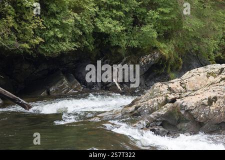 Orso grizzly (Ursula arctos horribilis) pesca Columbia Britannica Canada Foto Stock