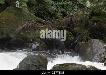 Orso grizzly (Ursula arctos horribilis) pesca Columbia Britannica Canada Foto Stock