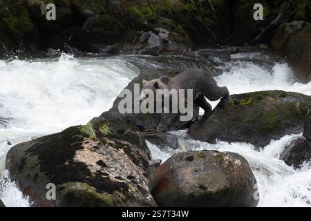 Orso grizzly (Ursula arctos horribilis) pesca Columbia Britannica Canada Foto Stock