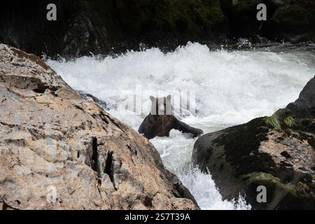 Orso grizzly (Ursula arctos horribilis) pesca Columbia Britannica Canada Foto Stock