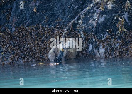 Orso grizzly (Ursula arctos horribilis) pesca Columbia Britannica Canada Foto Stock