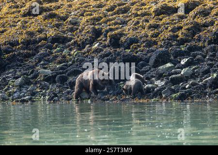 Orso grizzly (Ursula arctos horribilis) pesca Columbia Britannica Canada Foto Stock