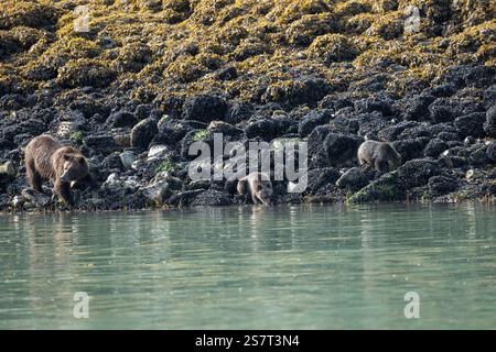 Orso grizzly (Ursula arctos horribilis) pesca Columbia Britannica Canada Foto Stock