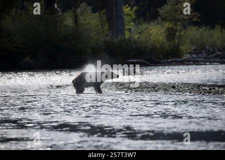 Orso grizzly (Ursula arctos horribilis) pesca Columbia Britannica Canada Foto Stock