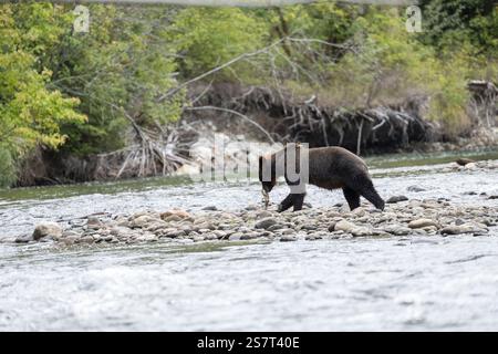 Orso grizzly (Ursula arctos horribilis) pesca Columbia Britannica Canada Foto Stock
