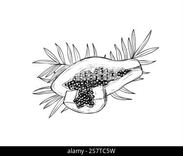 Mezzo tropicale vettoriale e fetta la papaia con semi e foglie di palma illustrazione disegnata a mano con inchiostri neri. Grafica dolce per il dolce dolce pawpaw Illustrazione Vettoriale