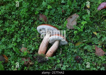 Leccinum populinum, comunemente noto come aspen bolete rosso o gambo di scaber con cappuccio rosso, fungo selvatico commestibile proveniente dalla Finlandia Foto Stock