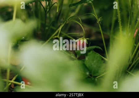 Primo piano delle fragole che crescono nel giardino del cortile di giugno Foto Stock