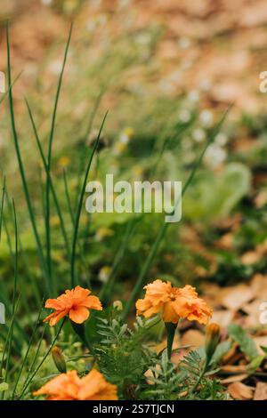 Le calendule arancioni crescono accanto all'erba cipollina nel giardino sul retro Foto Stock