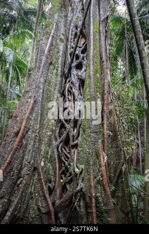 Un albero di fico strangolatore con radici tortuose e corteccia strutturata in una foresta Foto Stock