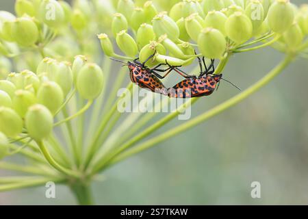 Graphosoma lineatum, comunemente noto come Striped bug o Minstrel bug, un bug dello scudo finlandese Foto Stock