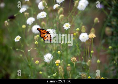 La farfalla monarca atterra su un fiore selvatico bianco Foto Stock