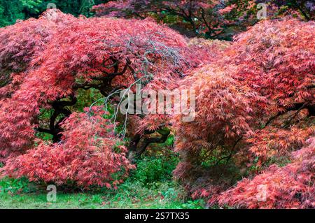 Una vivace mostra di fogliame autunnale. Numerosi alberi d'acero giapponese (Acer palmatum) sono in pieno colore autunnale e presentano una straordinaria gamma di rosso ardente Foto Stock