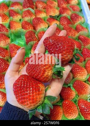sorseggiando un nutriente fiocco di frullato tropicale Foto Stock