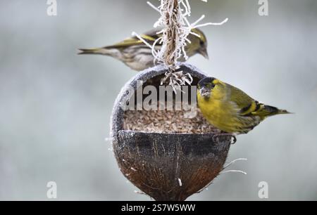 Il Siskin (Spinus spinus) e il Sestino di pino (Spinus pinus) mangiano semi di girasole da una noce di cocco in condizioni climatiche gelide Foto Stock