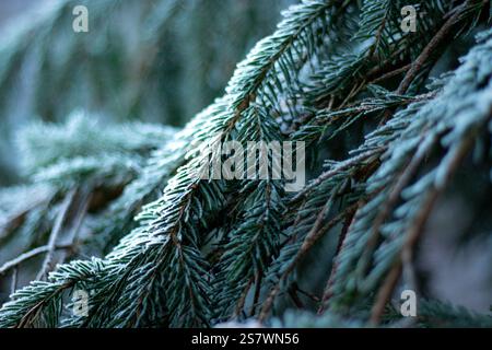 Primo piano di un brunch verde di pini ghiacciati e innevati in inverno, sfondo boschivo sfocato Foto Stock