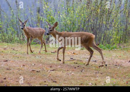 Due caprioli fawns (Capreolus capreolus) attraversano un prato Foto Stock