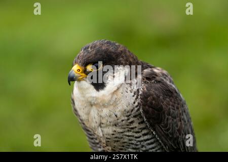 Falco pellegrino Foto Stock