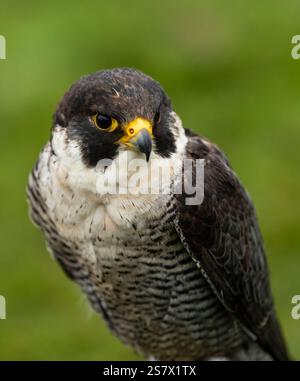 Falco pellegrino Foto Stock