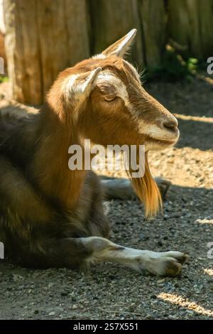 Una capra con la barba lunga è stesa per terra. La capra è marrone e bianca Foto Stock