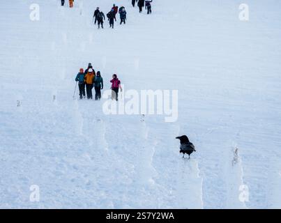 A Raven e alpinisti su Cairngorm, sulle montagne di Cairngorm sopra Aviemore, Scozia, Regno Unito. Foto Stock