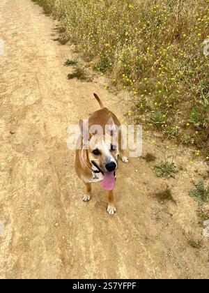 Un mix felice di pastore Pitbull-tedesco che si gode un'escursione senza guinzaglio, guardando direttamente alla fotocamera con un'espressione allegra. Catturati in spiaggia Foto Stock