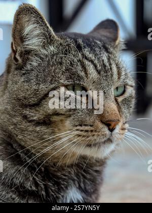 Un ritratto estremamente ravvicinato di un gatto tabby grigio con occhi verdi vivaci, che mostra i suoi intricati whisker e la pelliccia testurizzata. Foto Stock