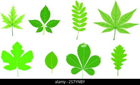 Foglie di vari alberi, foglie di erba, fogliame di rami naturali, foglie verdi, erbe, bellezza fresca vettoriale sfondo rustico e ecologico Illustrazione Vettoriale