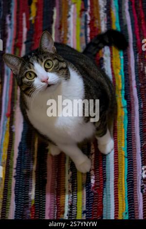 gatto domestico con un cappotto grigio e nero a righe e occhi verdi sorprendenti, seduto su un vibrante tappeto fatto a mano. Foto Stock