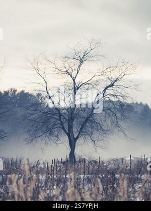 Purple Foggy Sunset Over Upstate New York Farm Landscape Foto Stock