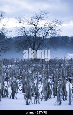 Purple Foggy Sunset Over Upstate New York Farm Landscape Foto Stock