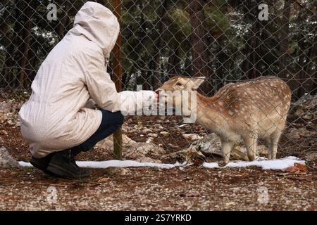 Una giovane donna accovacciata per dar da mangiare a un capriolo attraverso una recinzione metallica in una foresta innevata vicino a Kastoria, in Grecia Foto Stock