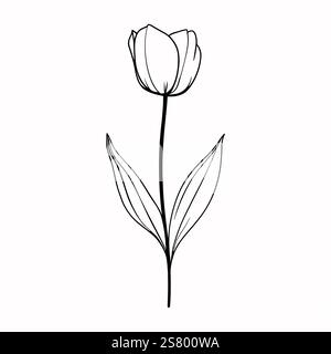 Contorno del fiore di tulipano sullo stelo isolato su sfondo bianco. Semplice elemento di design disegnato a mano., icona, logotipo, stampa Illustrazione Vettoriale