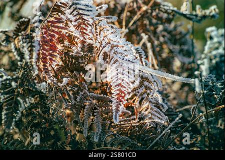 Ravvicinati alla natura ghiacciata e alla vegetazione con cristalli di gelo nella stagione invernale. Foto Stock