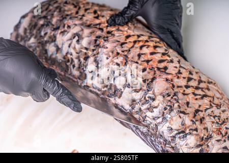 La carpa grezza viene tagliata sul tavolo per un'ulteriore preparazione con le mani femminili nei guanti. Filetto di pesce su sfondo bianco. Taglio del pesce. Foto di alta qualità Foto Stock