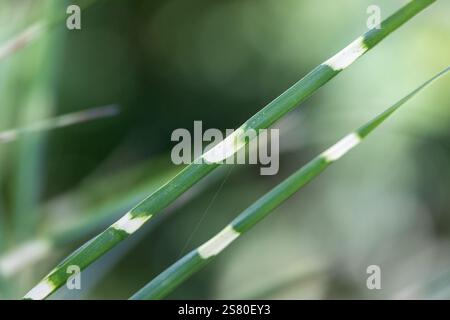 Una foglia verde con strisce bianche Foto Stock