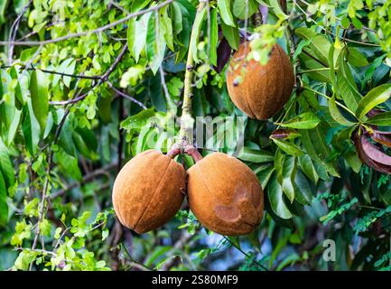 Grandi frutti dell'albero dei soldi (Pachira aquatica), o arachidi francesi, castagne della Guiana, nella foresta tropicale. Guatemala, America centrale. Foto Stock