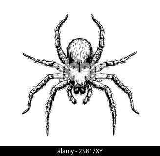 Disegno a ragno disegno a mano Vector Illustration, insetti Illustrazione Vettoriale